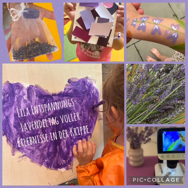 Eine lila Lavendel